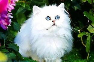 波斯猫二姐视频爆料在线观看,揭秘波斯猫二姐直播爆料的精彩瞬间